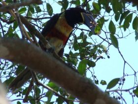 klein___tucan1.jpg